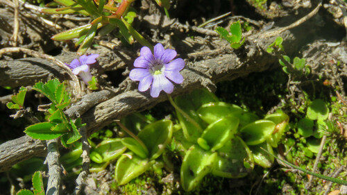 Pinguicula australandina
