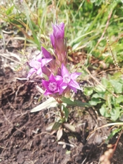 Gentianella amarella