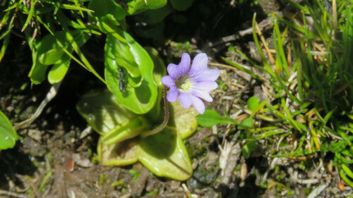 Pinguicula australandina