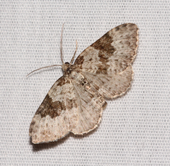 Xanthorhoe iduata