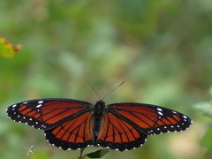 Limenitis archippus floridensis