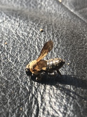 Megachile sculpturalis