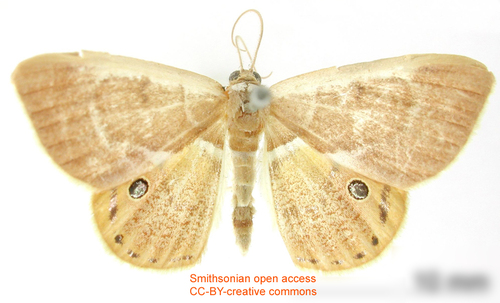 Opisthoxia aurelia