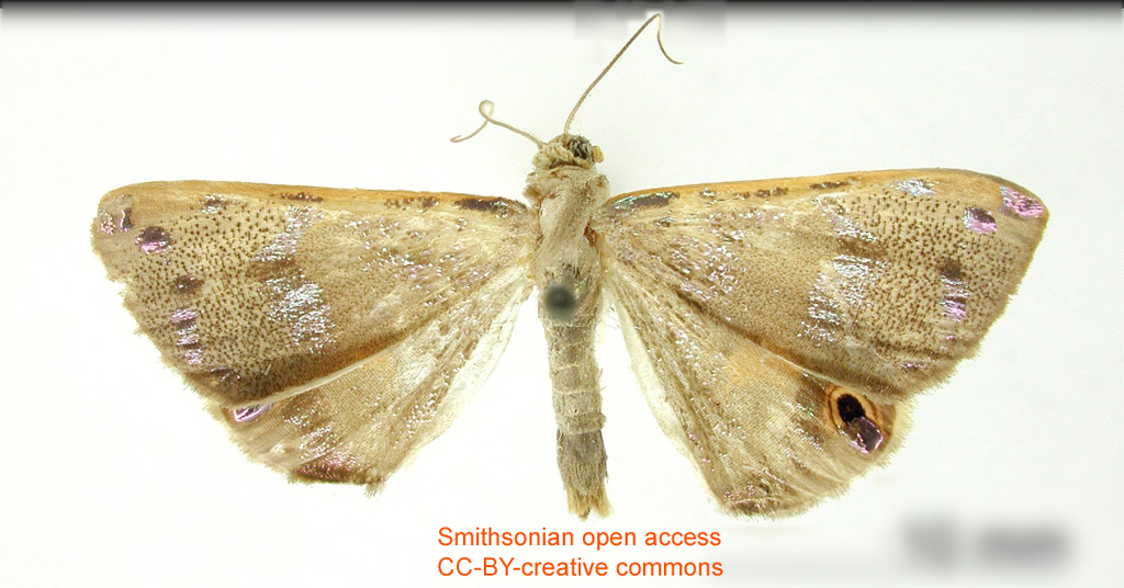 Ophthalmoblysis fulvistrota