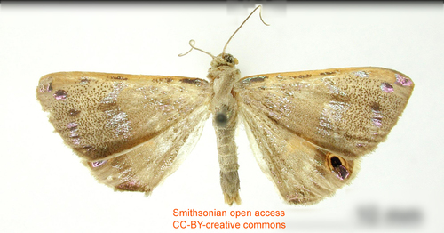 Ophthalmoblysis fulvistrota