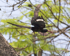 Green Wood Hoopoe photo 4