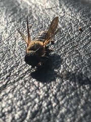 Megachile sculpturalis