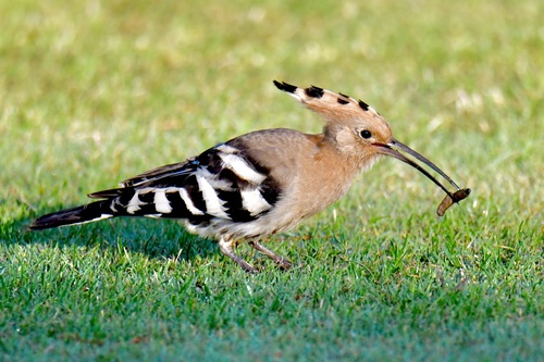 Foto de Eurasian Hoopoe