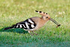 Eurasian Hoopoe photo 4