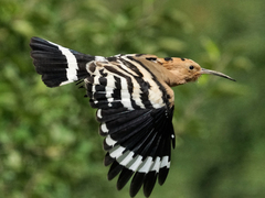 Eurasian Hoopoe photo 3