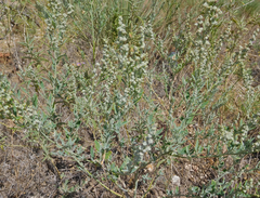 Chenopodium leptophyllum