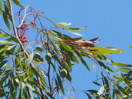 Rock Grevillea (Grevillea heliosperma)