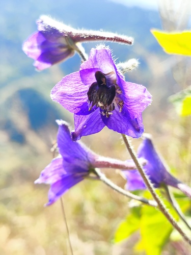 Delphinium speciosum
