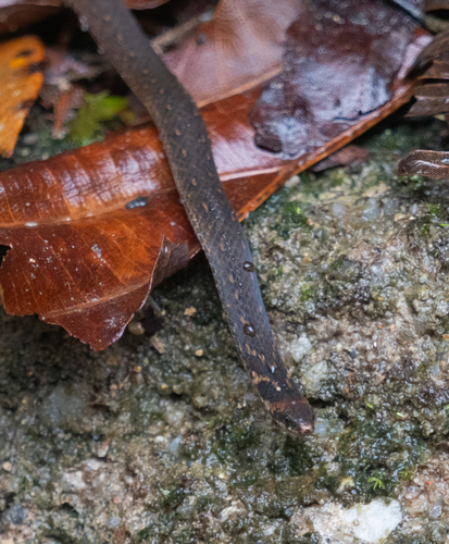 Chan-ard Mountain Reed Snake