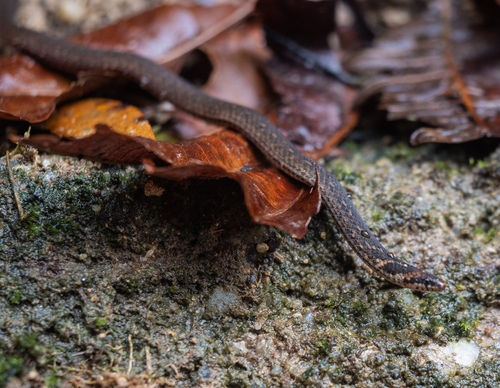 Chan-ard Mountain Reed Snake