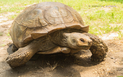 Centrochelys sulcata