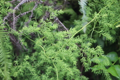 Asparagus ramosissimus, photograph author not stated, no rights reserved