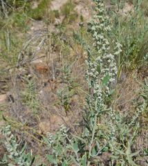 Chenopodium leptophyllum