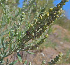 Chenopodium leptophyllum
