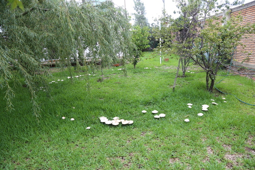 Chlorophyllum molybdites — False Parasol