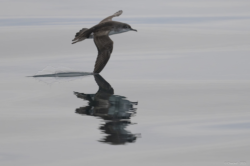 Balearic Shearwater, photo 9 of 10