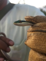 Leptophis mexicanus