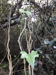 Dioscorea bryoniifolia