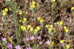 Pedicularideae