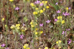 Pedicularideae