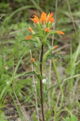 Castilleja glandulosa