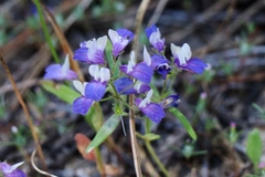 Collinsia torreyi