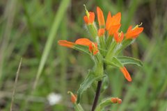 Castilleja glandulosa