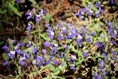 Collinsia torreyi