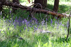 Delphinium polycladon