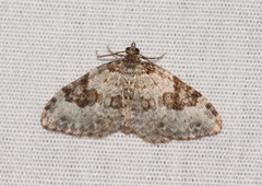 Xanthorhoe iduata
