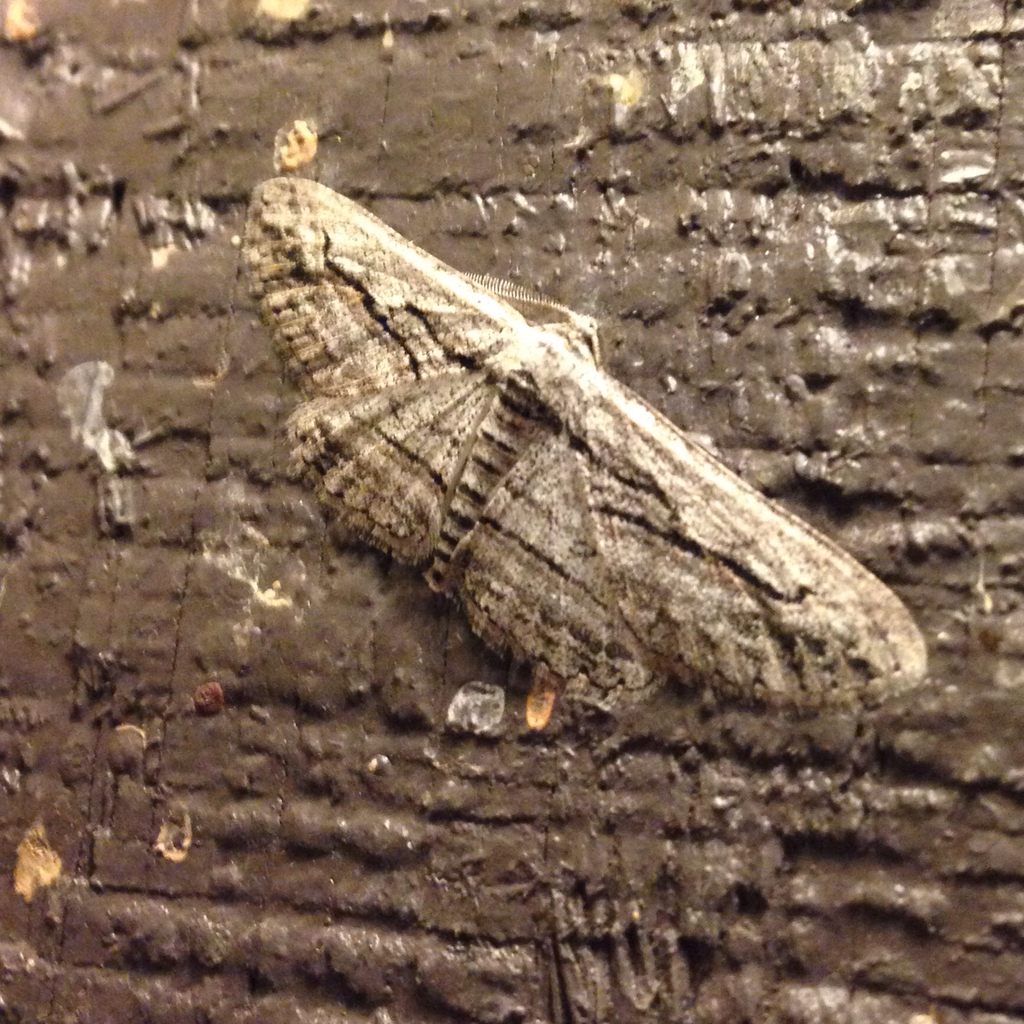 Iridopsis sanctissima