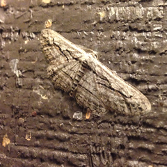 Iridopsis sanctissima