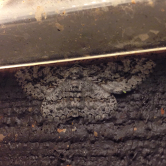 Neoalcis californiaria