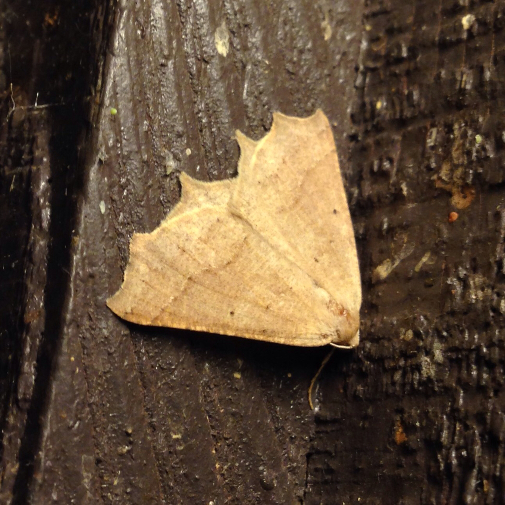 Tetracis mosesiani