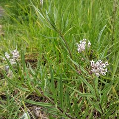 Asclepias mexicana