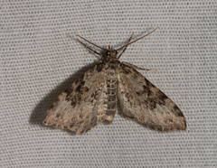 Xanthorhoe iduata