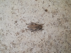 Trichoferus holosericeus