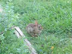 Sylvilagus floridanus