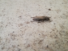 Trichoferus holosericeus