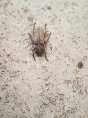 Trichoferus holosericeus