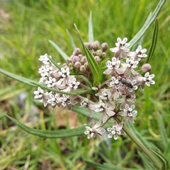 Asclepias mexicana