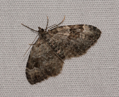 Xanthorhoe iduata