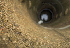 Bradinopyga strachani