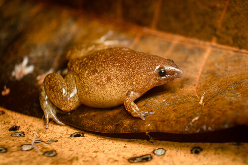Timbo Disc Frog, Synapturanus salseri