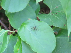 Ptychoptera quadrifasciata